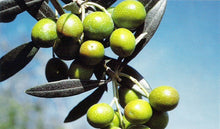 Load image into Gallery viewer, <transcy>EXTRA VIRGIN OLIVE OIL</transcy>